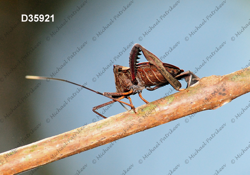 Acanthocephala latipes (Coreidae, Heteroptera, Hemiptera)